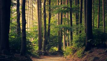 Waldbaden Symbolbild: Wald